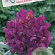 Rhododendron 'Marcel Menard' 80-100 cm cont. 80L