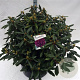 Rhododendron 'Marcel Menard' 80-100 cm cont. 80L