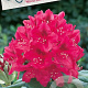 Rhododendron 'Nova Zembla' 60-70 cm 20L
