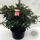 Rhododendron 'Nova Zembla' 80-100 cm cont. 80L