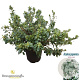 Rhododendron (AJ) 'White Lady' 40-50 cm 10L