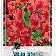 Rhododendron (AJ) 'Radja' 40-50 cm 10L