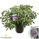 Rhododendron 'Roseum Elegans' 70-80 cm 40L