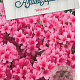 Rhododendron (AJ) 'Silvester' 50-60 cm 20L