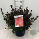 Rhododendron (AJ) 'Stewartstonian' 40-50 cm 10L