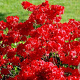 Rhododendron (AJ) 'Stewartstonian' 50 cm 20L