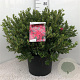 Rhododendron (AJ) 'Toreador' 50-60 cm 20L