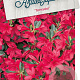 Rhododendron (AJ) 'Toreador' 50-60 cm 20L