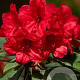 Rhododendron 'Vulcan's Flame' 20-25 cm 3,0L