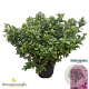 Rhododendron (AJ) 'Violetta' 40-50 cm 10L