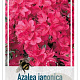 Rhododendron (AJ) 'Vuyk's Scarlet' 40-50 cm 10L