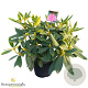 Rhododendron Walküre 60-70 cm 20L