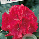 Rhododendron 'Wilgen's Ruby' 60-70 cm 20L