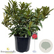 Rhododendron 'Wilgen's Ruby' 60-70 cm 20L