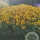 Rudbeckia f. 'Little Goldstar' GM P9
