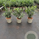 Sarcococca confusa 30-40 cm 3,0L