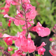 Salvia gr. 'Lipstick' GM 2,0L
