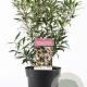 Sarcococca h. 'Purple Stem' 40-50 cm 5,0L