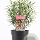 Sarcococca h. 'Purple Stem' 40-50 cm 5,0L