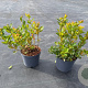 Spiraea betulifolia Pink Sparkler 30-40 cm 3,0L