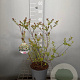 Spiraea Sparkling Champagne 30-40 cm 3,0L