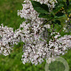 Syringa (V) 'Kim' 30-40 cm 3,0L