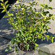 Syringa meyeri Flowerfesta Pink 30-40 cm 3,0L