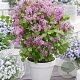 Syringa meyeri Flowerfesta Purple 30-40 cm 3,0L