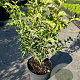 Syringa meyeri Flowerfesta White 30-40 cm 3,0L
