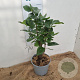 Syringa v. 'Charles Joly' 30-40 cm 3,0L