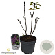 Syringa v. 'General Pershing' 30-40 cm 3,0L