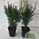 Taxus baccata 30-40 cm P11