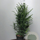 Taxus baccata 80-100 cm 7,5L