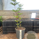 Veronicastrum virg. 'Fascination' GM 2,0L