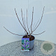 Vitex agnus-castus 30-40 cm 3,0L