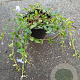 Vinca minor GM 1.5