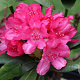 Rhododendron (Y) 'Astrid' 40-50 cm 20L