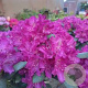 Rhododendron (Y) 'B. Lupin. Laguna' 40-50 cm 20L