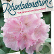 Rhododendron (Y) 'Dreamland' 50-60 cm 40L