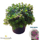 Rhododendron (AJ) Geisha Purple 40-50 cm 10L
