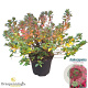 Rhododendron (AJ) 'Moederkensdag' 40-50 cm 10L