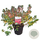 Rhododendron (AJ) 'Moederkensdag' 40-50 cm 10L