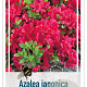 Rhododendron (AJ) 'Moederkensdag' 40-50 cm 10L