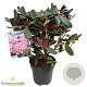 Rhododendron 'Wine & Roses' 30-40 cm 5,0L struik