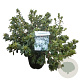 Rhododendron 'Windsor Lad' 40-50 cm 10L