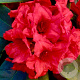 Rhododendron yakushimanum 'Dopey' 40-50 cm 20L