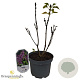 Syringa v. 'General Pershing' 30-40 cm 3,0L