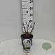 Syringa v. 'Rochester' 30-40 cm 3,0L