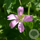Geranium endressii GM P9