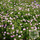 Geranium endressii GM P9